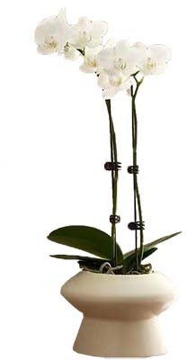 reebok-freestyle-high-white-silver-women