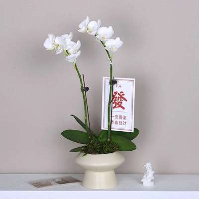 (女性)Reebok Freestyle 高筒 '白銀' 70 Lookbook (女性)Reebok Freestyle 高筒 '白銀' 70