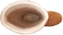 (W) UGG Classic Femme Otk Cozy Wanita舒适款 1104610-CHE