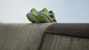 adidas Adistar BYD 'Lucid Lemon' ID6174