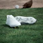 Shop adidas Adizero Electric JP 跑鞋 雲白/雲白/雲白 JS2116