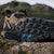 Adidas Terrex Anylander Mid Rain.Rdy Hiking Boots Cardboard/Core Black/Shadow Olive JQ9963