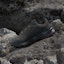 Cheap Adidas Terrex Skychaser AX5 GORE-TEX Sepatu Hiking Shadow Olive/Carbon/Bronze Strata JQ2213