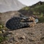 Shop Adidas Terrex Trailmaker 2 GORE-TEX Hiking Shoes Core Black/Grey Six/Preloved Teal JQ9944