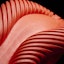 Details for adidas Tubular Radial 'Merah' S80116