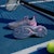Kasut Tenis Adizero Cybersonic IF9123