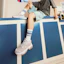 Details for Champion Retro Sports ''Havermout Grijs'' U2AFCCM04F1