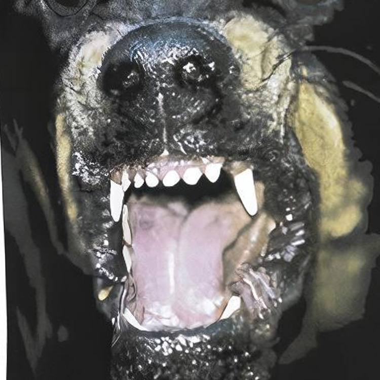 Details for Camiseta Ajustada de Algodón GIVENCHY Negra con Estampado de Perro Rottweiler BM705K3Y1P-001