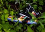 Purchase Nike LeBron 11 Everglades 616175-006 - Kasut Sukan Lelaki