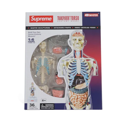 Supreme Male Anatomy Model Clear