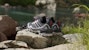 Kasut Mendaki TERREX Skychaser GORE-TEX IH2799